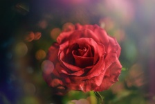 Rose, Red, Flower, Petal, Love,