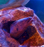 Saltwater Eel