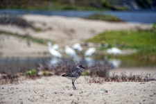 Sanderling Bird