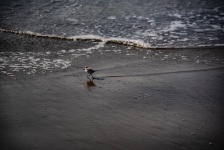 Sanderling On Beach