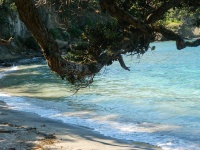 Scenic Beach Coast And Tree