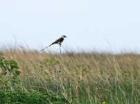 Scissor-tailed Flycatcher In Field