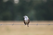 Scissor-tailed Flycatcher On Fence