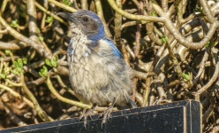 Scruffy Blue Bird