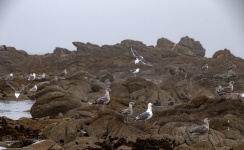 Seagull Colony On Rocks