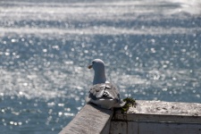 Seagull On Pier Corner