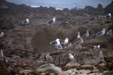 Seagulls On Sea Rocks