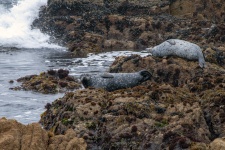 Seals On Rocks