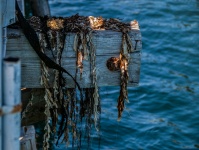 Seaweed On Pier Post