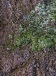 Seaweed On Rock