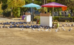 Seville Spain Pigeons