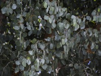 Silver Green Eucalyptus Leaves