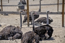 Sitting Ostriches