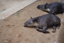 Sleeping Tapirs