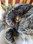 Sleepy Tabby Cat