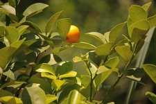 Small Round Ripe Orange Fruit