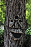 Smiling Face On Tree