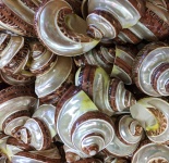 Snail Shape Seashells Background