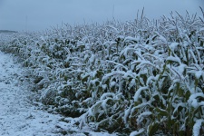 Snow Covered Corn Field