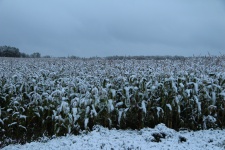 Snow Covered Corn Field