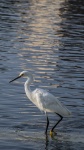 Snowy Egret Cell Phone Background