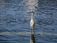 Snowy Egret Standing Water
