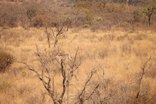 South African Landscape With Zebra