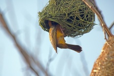 Southern Masked Weaver In Nest