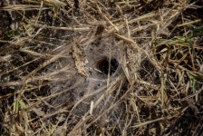 Spider Web Hole