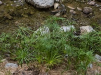 Spiky River Plants