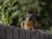 Squirrel Portrait Outdoors