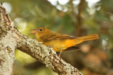 Summer Tanager On Tree Branch