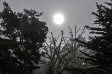 Sun Over Foggy Forest