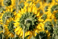 Sunflower Backside