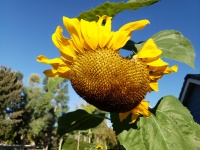 Sunflower Growing In Suburbs