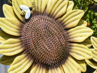 Sunflower Patio Decoration
