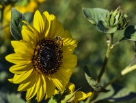 Sunflower With A Honeybee