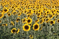 Sunflowers In Field