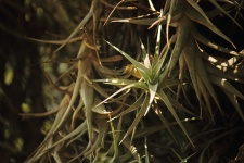 Sunlight On Epiphyte Plant