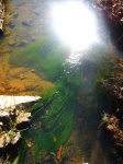 Sunlight On Moving Water & Algae