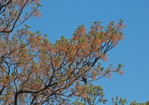 Syringa Tree In Seed