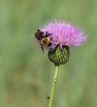 Tall Thistle And Bumble Bee