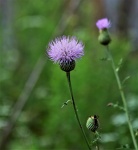Tall Thistle Wildflower