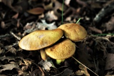 Three Gold Bolete Mushrooms