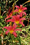 Three Red Day Lilies