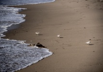 Three Sanderlings On Beach