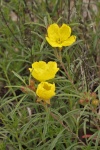 Three Yellow Primrose Wildflowers
