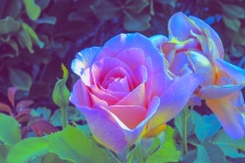 Translucent Pink Rose