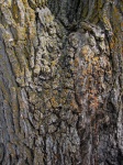 Tree Bark Grunge Texture