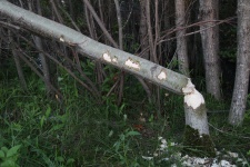 Tree Cut Down By A Beaver